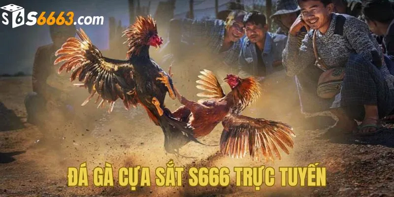 Tìm hiểu tổng quan thế nào là đá gà cựa sắt S666